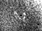 Tache solaire 21 juin 2021 lunette halpha 120 mm 