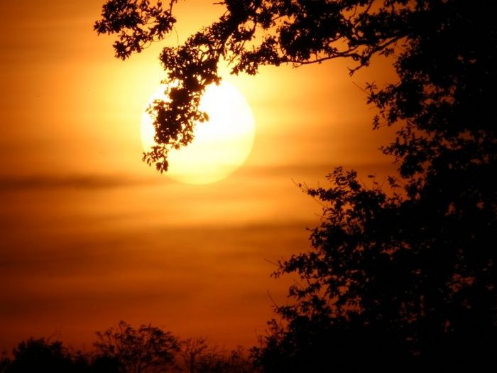 Coucher de soleil au pied des chenes (1)