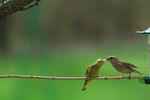 faune