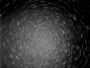 Circumpolaire