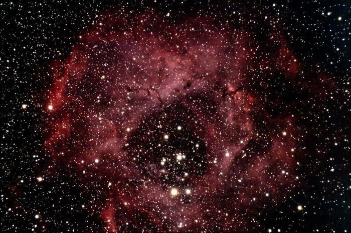 Rosette