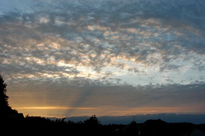rayons