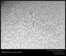 Détail de la zone active et des filaments