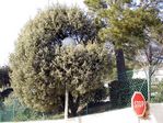 Lampadaire boule insolite