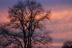 ciel au couchant