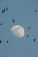 Oiseaux et lune gibeause