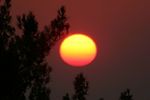 Coucher de soleil dans les pins grecs.