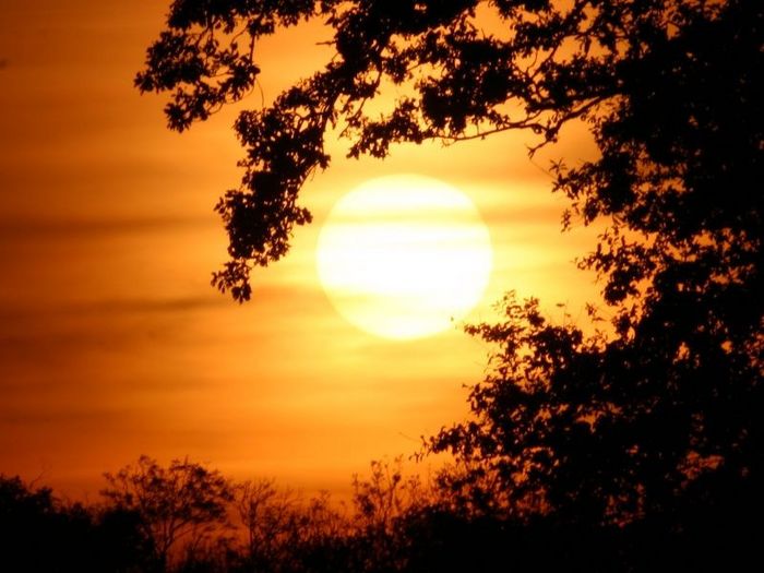 Coucher de soleil au pied des chenes (2)