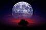 arbre de lune