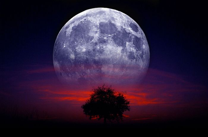 arbre de lune