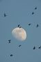 Oiseaux et lune gibeuse 1