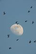 Oiseaux et lune gibeuse 1