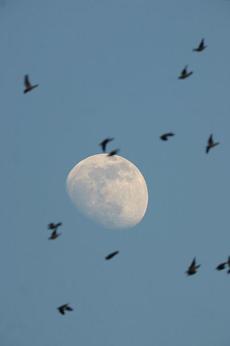 Oiseaux et lune gibeuse 1