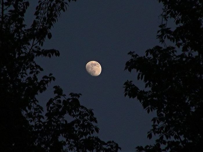 Lever de lune gibbeuse au crépuscule