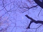 fruit lunaire