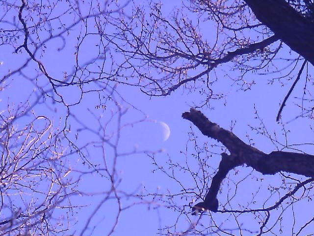fruit lunaire