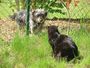 chien et chat