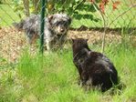 chien et chat