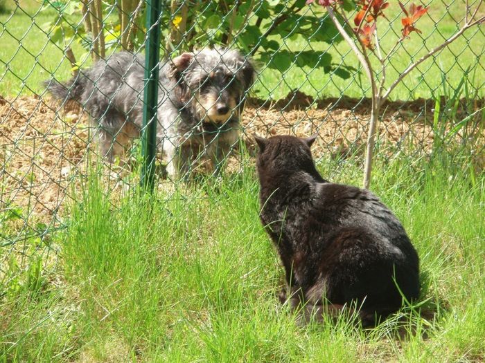chien et chat
