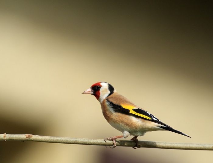 faune