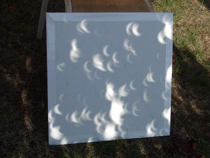 croissants de soleil sous feuillage