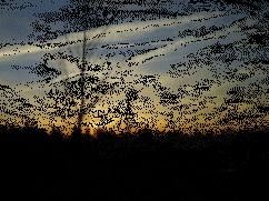 animation du soleil couchant