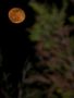 Juste après la Pleine Lune