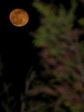 Juste après la Pleine Lune
