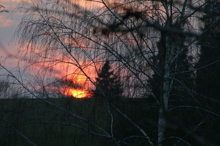 soleil dans les arbres