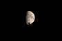 lune et coq