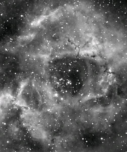 Rosette