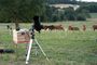VACHES