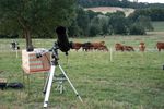 VACHES