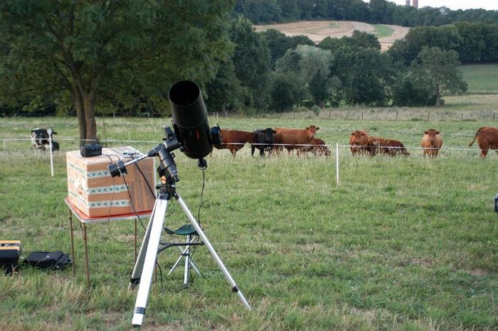 VACHES