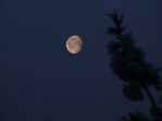 Coucher de lune gibbeuse décroissante à l'aube