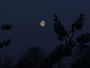 Coucher de lune gibbeuse décroissante à l'aube