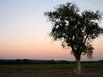 Ombre crépusculaire I