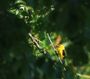 faune