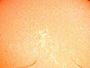 Coeur ardent sur plasma solaire