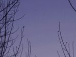 animation du coucher de venus