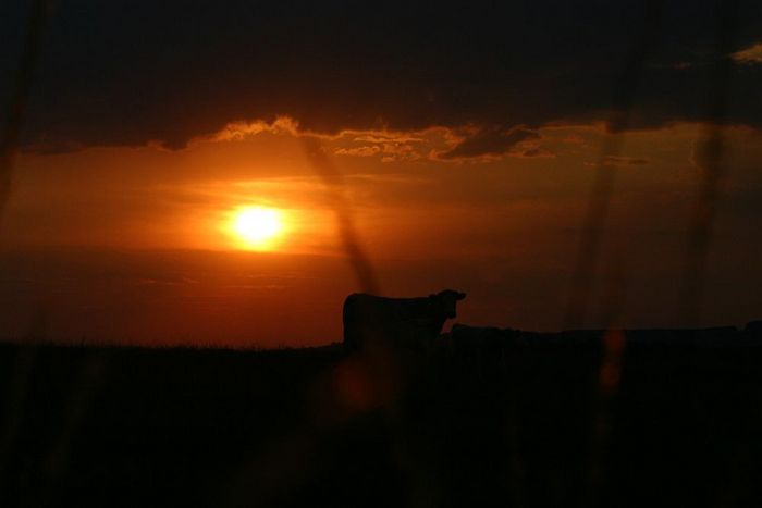 coucher de soleil avec les vaches