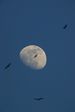 Oiseaux et lune gibeause 2