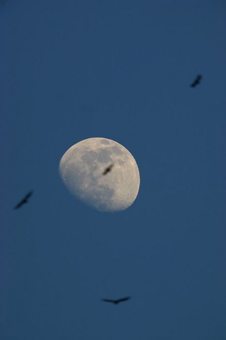 Oiseaux et lune gibeause 2