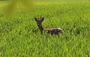 faune