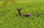 faune