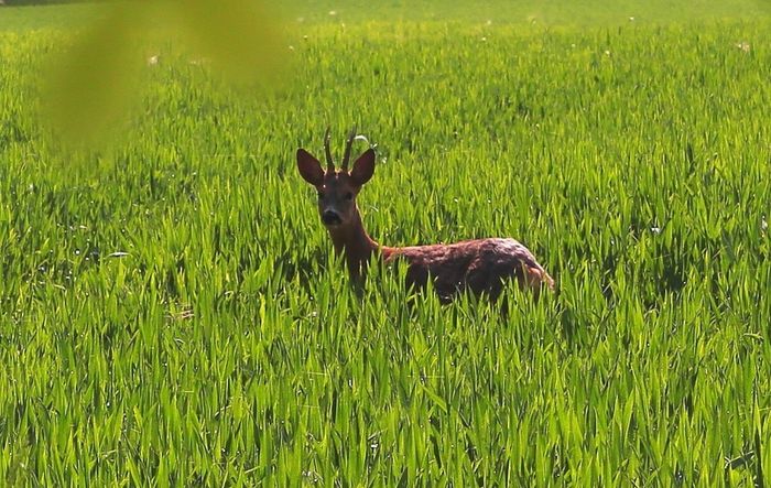 faune