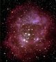 rosette