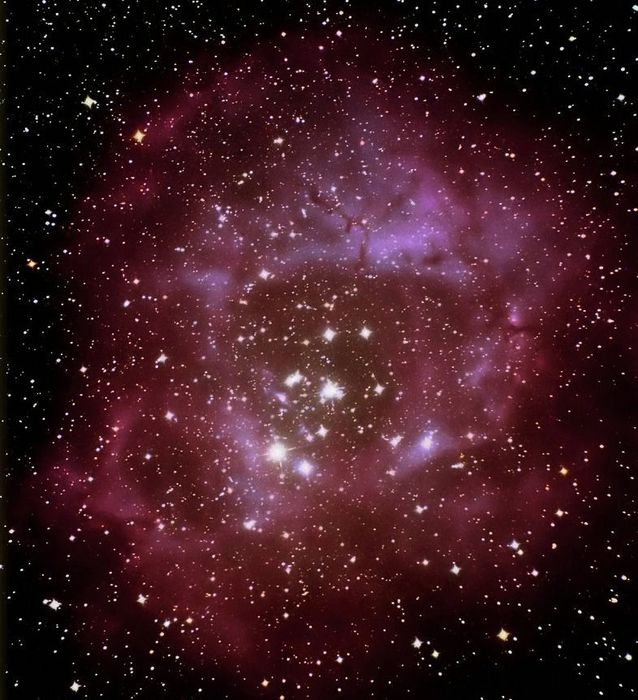 rosette