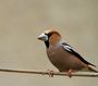faune