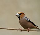 faune